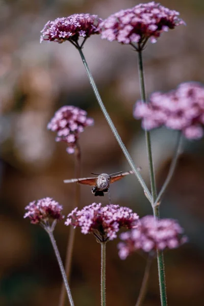 Вертикальний Знімок Метелика Фіолетових Квітках Вервена — стокове фото