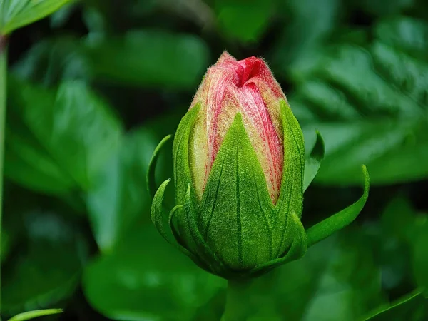 Primer Plano Capullo Flor Hibisco Rosa Creciendo Jardín Sobre Fondo — Foto de Stock