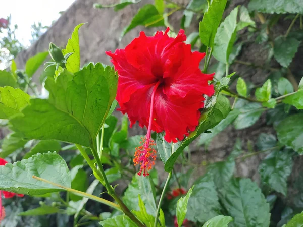 緑の葉の背景に庭で成長している赤いハイビスカスの花のクローズアップ — ストック写真