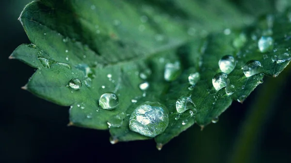 Крупним Планом Знімок Зеленого Листа Краплями Води Ньому — стокове фото