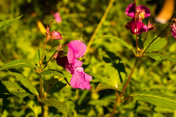 Enfoque Selectivo Crecimiento Impacientes Flores Balsamina — Foto de Stock