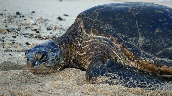 Μια Απειλούμενη Πράσινη Θαλάσσια Χελώνα Στην Παραλία Του Καουάι — Φωτογραφία Αρχείου