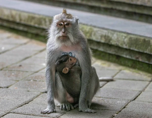 Gros Plan Macaque Longue Queue Avec Les Jeunes — Photo