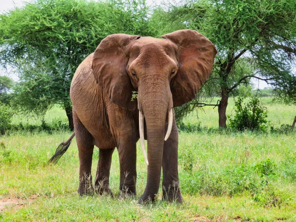 Afrika Daki Milli Parktaki Fil — Stok fotoğraf