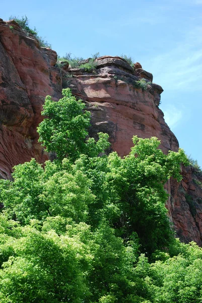 崖や岩の近くの美しい木の垂直ショット — ストック写真
