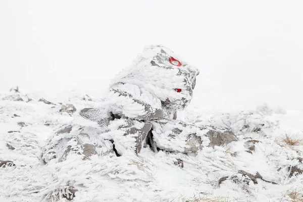 Een Prachtig Shot Van Witte Besneeuwde Bomen Een Berg — Stockfoto