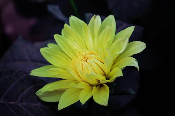 Zbliżenie Ujęcie Żółtego Kwiatu Dahlii — Zdjęcie stockowe