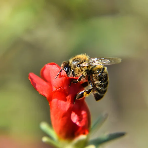 Primer Plano Una Abeja Posada Sobre Una Flor Roja Sobre — Foto de Stock