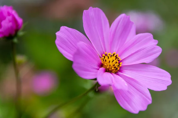 Nahaufnahme Einer Schönen Cosmea Blume Die Garten Vor Grünem Hintergrund — Stockfoto