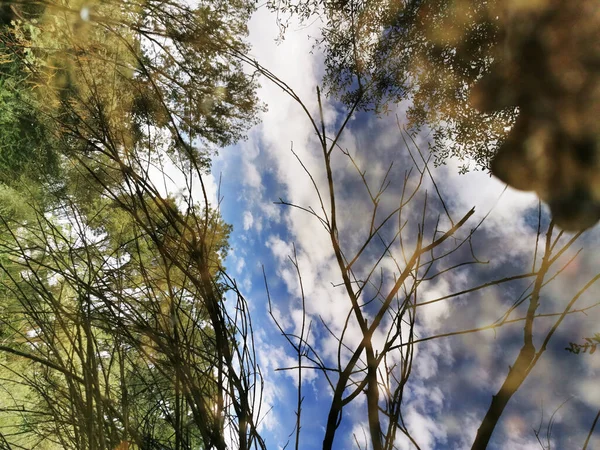 Blommande Grönska Som Reflekteras Klar Manzanares Flod — Stockfoto