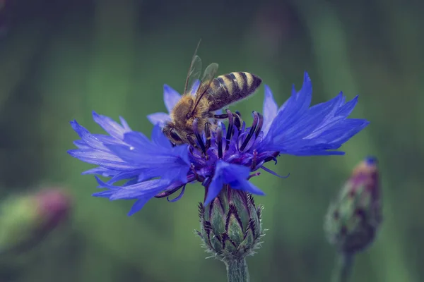 위에서 배경을 배경으로 꿀벌의 — 스톡 사진