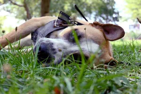 Piękny Pies Leżący Trawie Parku — Zdjęcie stockowe