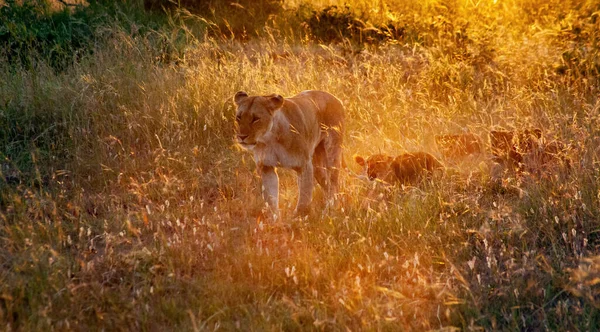 肯尼亚马赛马拉保护区 一只母狮和它的幼崽在日出时分 — 图库照片