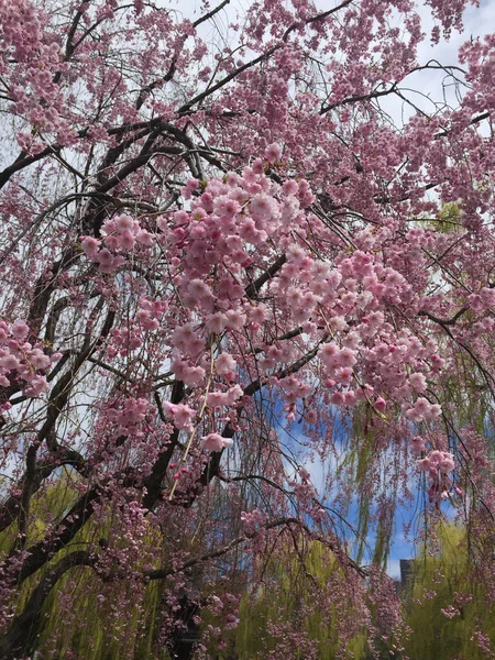 Una Hermosa Escena Árbol Flor Cerezo Sakura Parque Día Nublado — Foto de Stock