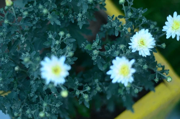 一张白色小花的特写照片 — 图库照片