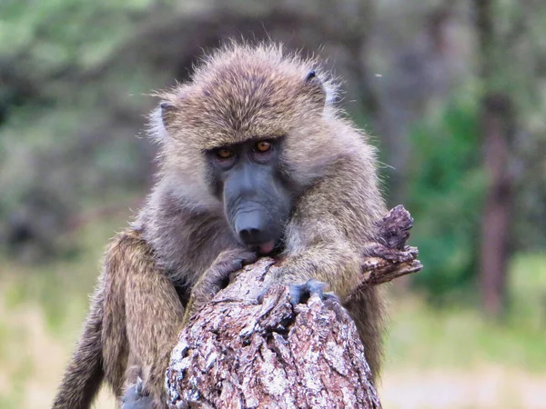 A fluffy monkey in Africa