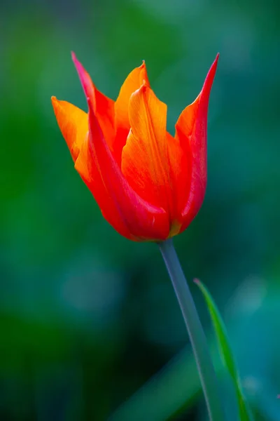 Zbliżenie Zdjęcie Tulipana Baleriny Ostrymi Płatkami Pod Promieniami Słońca Rozmytym — Zdjęcie stockowe