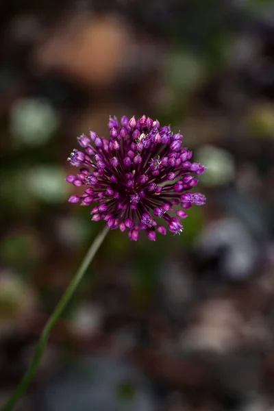 Primer Plano Una Flor — Foto de Stock