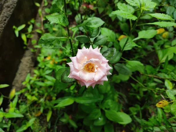 緑の葉の背景に庭で成長しているピンクのバラの花のクローズアップショット — ストック写真