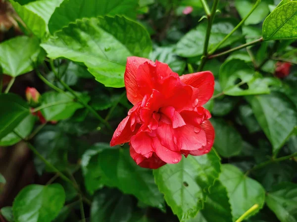 在花园绿叶背景下生长的一朵红色芙蓉花的特写照片 — 图库照片