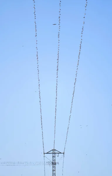 Вертикальний Постріл Птахів Дротах Лінії Електропередач — стокове фото