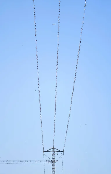 Vertical Shot Birds Perched Wires Overhead Power Line — Stock Photo, Image