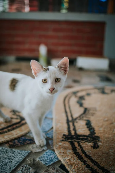 背景がぼやけている壊れたタイルの床の上にかわいい若い子猫 — ストック写真