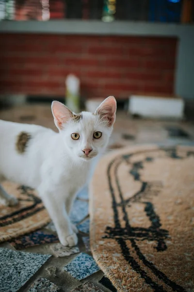 Gatinho Bonito Jovem Chão Telhas Quebradas Contra Fundo Borrado — Fotografia de Stock