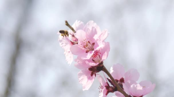Bulanık Arkaplanda Ağaç Dalındaki Pembe Çiçeklerin Yakın Plan Görüntüsü — Stok video