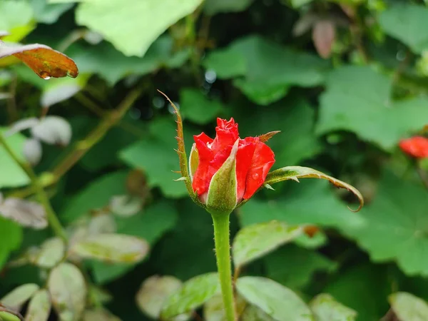 Primer Plano Una Flor Rosa Roja Brillante —  Fotos de Stock