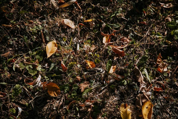 Close Folhas Outonais Caídas Chão — Fotografia de Stock