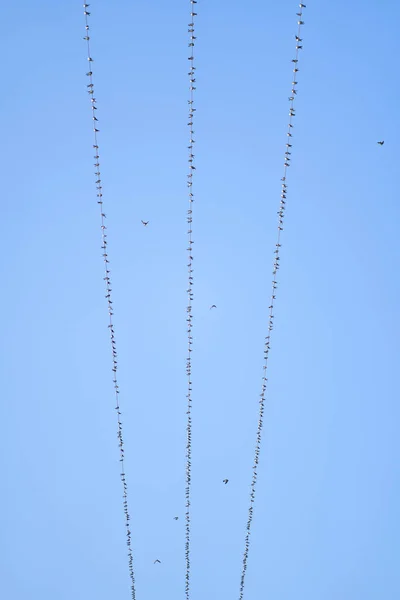 전력선의 전선에 새들의 — 스톡 사진