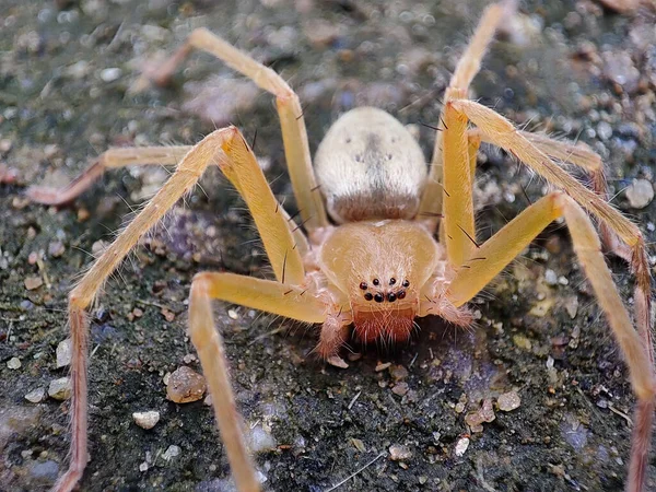Detailní Záběr Hnědého Osamělého Pavouka Zemi — Stock fotografie