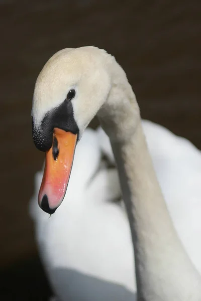 Selective Focus Shot Graceful White Swan — Stock Photo, Image