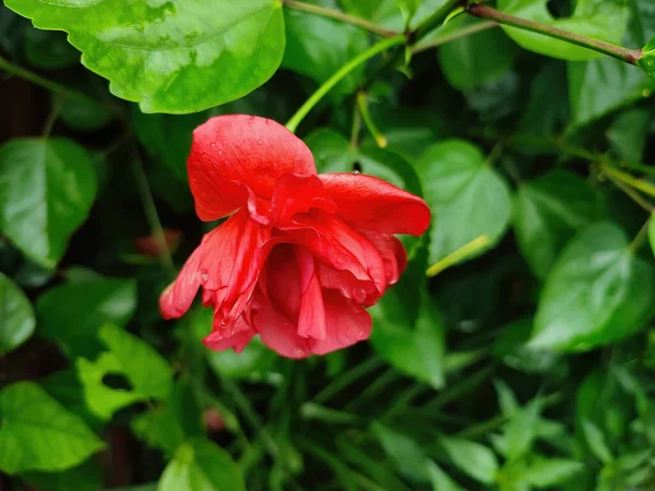 在花园绿叶背景下生长的一朵红色芙蓉花的特写照片 — 图库照片