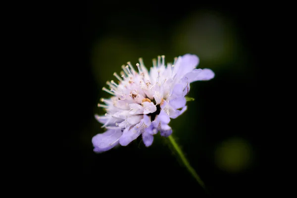 Una Flor Alfiler Púrpura Sobre Fondo Borroso Negro Oscuro — Foto de Stock