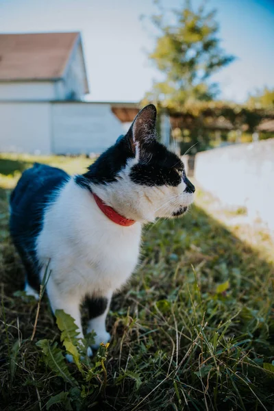 Vuxen Katt Med Röd Krage Gräsmattan — Stockfoto
