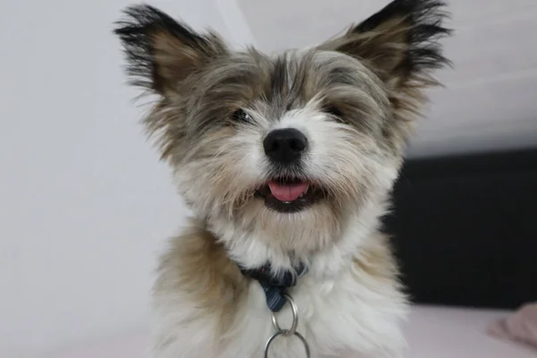 Lindo Perro Yorkshire Terrier Sonriendo Espectador Después Sesión Aseo —  Fotos de Stock