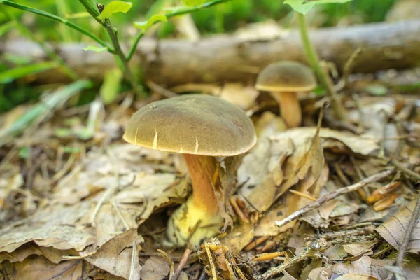 Close Fungos Poróides Crescendo Floresta — Fotografia de Stock