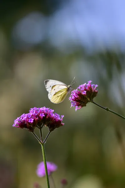 Beyaz Tereyağlı Mor Mineli Çiçeklerin Dikey Görüntüsü — Stok fotoğraf