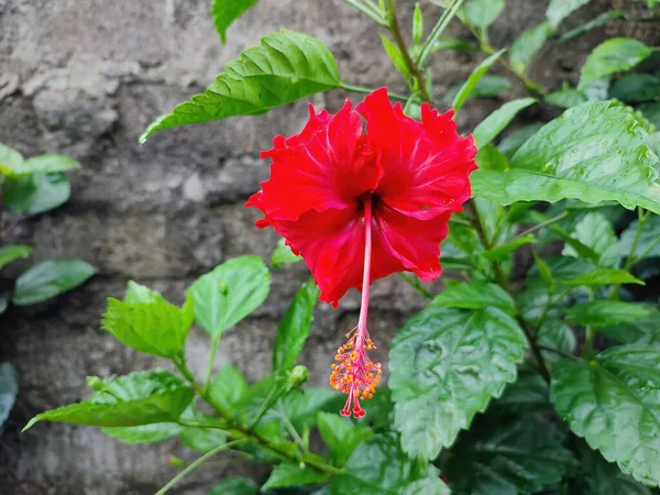 Close Uma Flor Hibisco Vermelho Crescendo Jardim Fundo Folhagem Verde — Fotografia de Stock