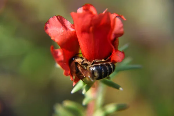 Primer Plano Una Abeja Posada Sobre Una Flor Roja Sobre — Foto de Stock