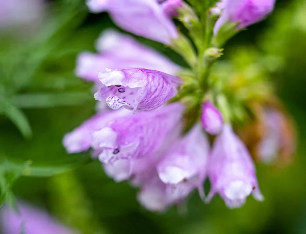 Krásná Zblízka Záběr Physostegia Virginiana Rosea Květu — Stock fotografie