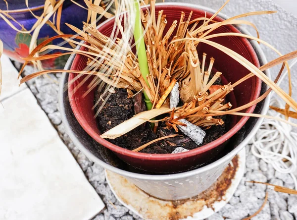 Una Toma Alto Ángulo Una Maceta Con Plantas Secas — Foto de Stock