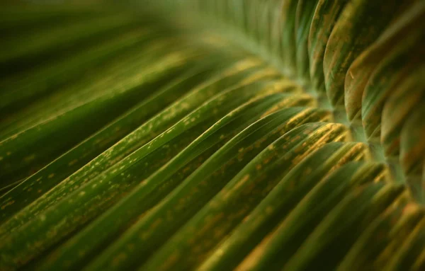 Detailní Záběr Zelených Listů — Stock fotografie