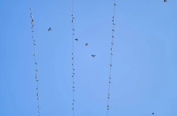 Die Vögel Hockten Auf Den Drähten Einer Freileitung — Stockfoto