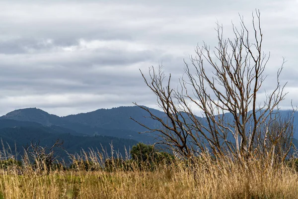 背景に山並みを望む枯木の枝の水平的なクローズアップ — ストック写真