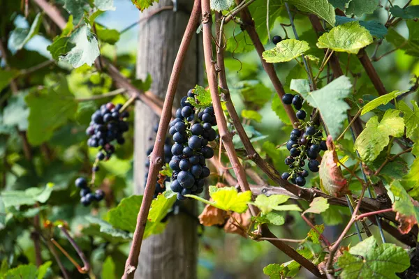 Les Grappes Raisins Noirs Dans Vignoble Mûrissant Sur Branche Milieu — Photo