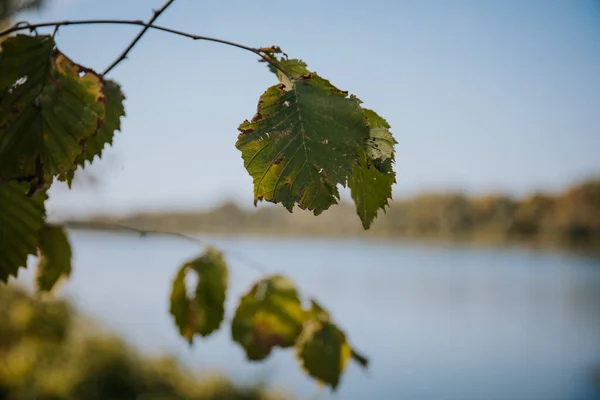背景がぼやけている木の枝に古い葉の選択的な焦点 — ストック写真
