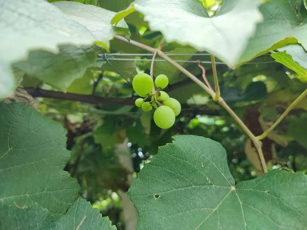 Крупный План Зеленого Винограда Виноградной Лозе — стоковое фото